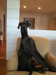 Here Are The Biggest Dogs In The World Funmary Huge Dogs Giant Dogs Big Dogs