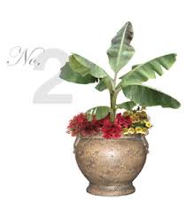 Image result for Ensete ventricosum