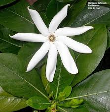 Image result for Rubiaceae