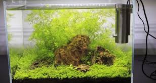See more ideas about aquascape, nano tank, aquascape aquarium. Planted Nano Tank Getting Started Zenaquaria
