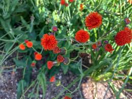 Image result for Emilia coccinea