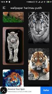 Gambar tersebut bisa anda download langsung, caranya silahkan klik pada gambar atau klik tombol download now pada foto yang anda inginkan. Wallpaper Harimau Putih Lucu For Android Apk Download