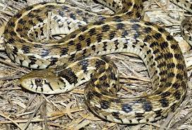 The Checkered Garter Snake Thamnophis Marcianus Is A Species Of Garter Snake Endemic To The Southwestern United State Reptiles And Amphibians Checkered Snake