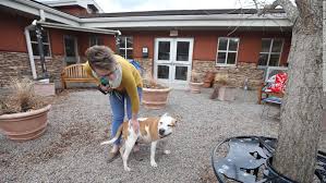 Silverbell rd in tucson, arizona. Homes For Pets Are In Urgent Need As Coronavirus Shuts Down Animal Shelters Cnn