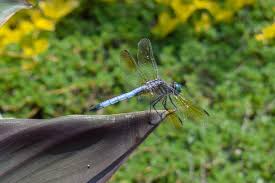In certain cultures, dragonflies are associated with good luck. 9 Fun Facts About Dragonflies Splash Supply Company