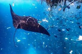Sungai yang tercemar site pictures. Hewan Apa Saja Yang Terkena Dampak Sampah Plastik Di Lautan Pengolah Sampah