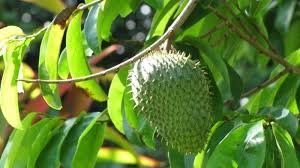 We did not find results for: 16 Manfaat Dan Khasiat Daun Sirsak Buat Kesehatan Ada Buat Lawan Kanker Sampai Cegah Osteoporosis Tribun Cirebon