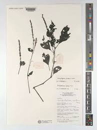 Image result for Brachystephanus