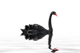 ÁGAPE y más: A gente sesuda: la teoría del cisne negro: Carlos, GD ...