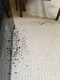 These can be found anywhere the mice go, such as inside the pantry, under the sink, or within the kitchen cabinets. What Do Rodent Droppings Look Like Pestbristol Pest Control