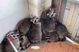 Aug 24, 2016 · identify how raccoons get under your deck you need to block off the points of entry under your deck. Chonky Toronto Raccoons Refuse To Leave Porch In Hilarious Video