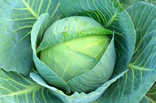 Leafy Green A Grade Fresh Cabbage, Gunny Bag, 5kg at best price in Mumbai