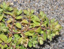 Image result for Polycarpon tetraphyllum