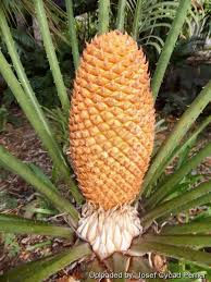 Image result for Cycas thouarsii