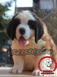satilik st bernard yavrulari yavru kopek fiyatlari yavru kopek kopek resim