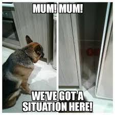 My Kitty Always Gets His Toys Stuck Under Furniture And Appliances German Shepherd Puppy Funny German Shepherd Funny Funny Dog Memes
