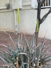 Image result for Aloe ballii