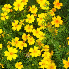 Image result for tagetes)