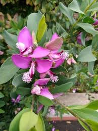 Image result for Polygala myrtifolia