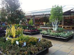 Squires Garden Centre Twickenham Trees Shrubs Herbaceous Perennials