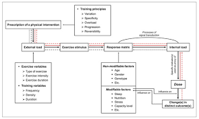 Jpm Free Full Text A Discussion On Different Approaches For Prescribing Physical Interventions Four Roads Lead To Rome But Which One Should We Choose Html