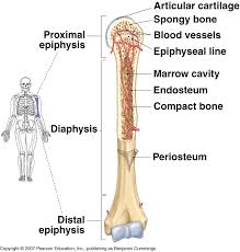 Long bones are those that are longer than they are wide. Https Ne01912194 Schoolwires Net Cms Lib Ne01912194 Centricity Domain 389 Ch6 Ppt Pdf