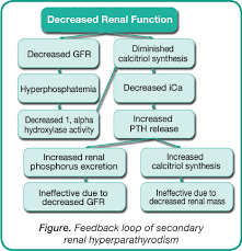 Canine Chronic Kidney Disease Diagnostics Goals For Long