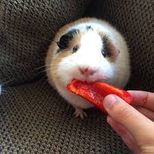 Pin On Guinea Pigs 2