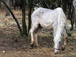 How Old Is The Oldest Horse