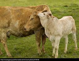 Spring Time Animals Mother Love Charolais Cow Royalty Free Image 3770169 Panthermedia Stock Agency