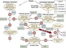 Image result for Anticoagulation Pathway