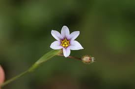 Image result for Ophrestia