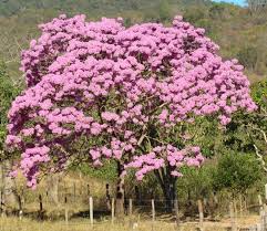 Image result for Handroanthus sp. near impetiginosus