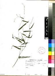 Image result for Urochloa semiundulata