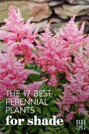 17 Perennials That Will Thrive In Shady Gardens In 2020 Shade Loving Perennials Shade Perennial Garden Shade Plants