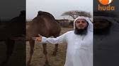 Muhammad prescribed camel urine as medicine to his followers from the tribe of uraynah. Arab Wash Face Camel Urine Youtube