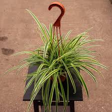 Image result for Chlorophytum comosum