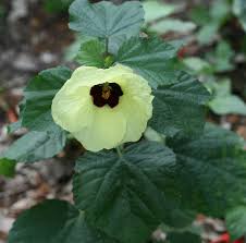 Image result for Hibiscus calyphyllus