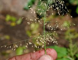 Image result for Eragrostis arenicola