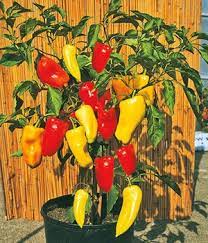 Stelle die pflanze über die kalten wintermonate in einen hellen raum mit einer durchschnittstemperatur von 10 grad celsius. Paprikapflanzen Tipps Zum Pflegen Pflanzen Von Paprika