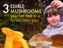 3 edible mushrooms that are easy to find and how to avoid