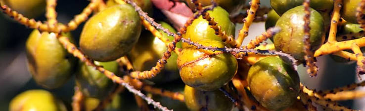 Saw palmetto