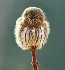 Birds That Cannot Fly In India 