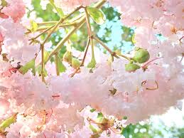 「サルスベリ 。画像。」の画像検索結果