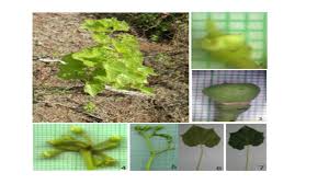Image result for Cissus humbertii