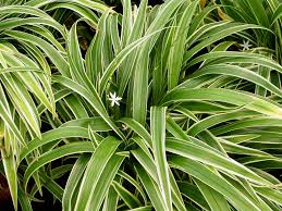 Image result for Biophytum crassipes