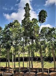 Image result for Harpephyllum afrum