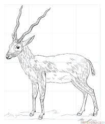 how to draw an antelope step by drawing tutorials for kids and beginners tutorial animal line drawings coloriage de mot alphabet
