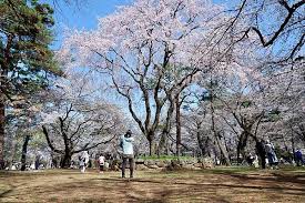 北京明城牆遺址公園 msc, trad.北京明城墙遗址公园 msc, simp. běijīng míng chéngqiáng yízhǐ gōngyuán pinyin. 2021åŸ¼çŽ‰æ•£ç­– åƒæ«»å‹èˆžç¸£å…§no 1 å¤§å®®å…¬åœ'èŠ±æ»¿é–‹ æ™šå®‰å°åŒ— æ—©å®‰æ±äº¬ ç—žå®¢é‚¦