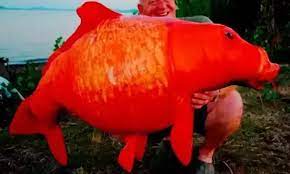 Better conditions give a goldfish better chances of getting big, in no way will they guarantee it. What Do Goldfish Eat In Captivity Compared To When In The Wild Quora